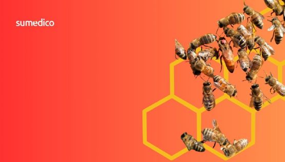 Panal de abejas cerca de casa: cómo reportarlo y qué hacer