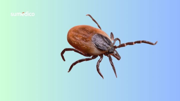Rickettsiosis: la enfermedad transmitida por garrapatas que causó la muerte de una joven en Tijuana