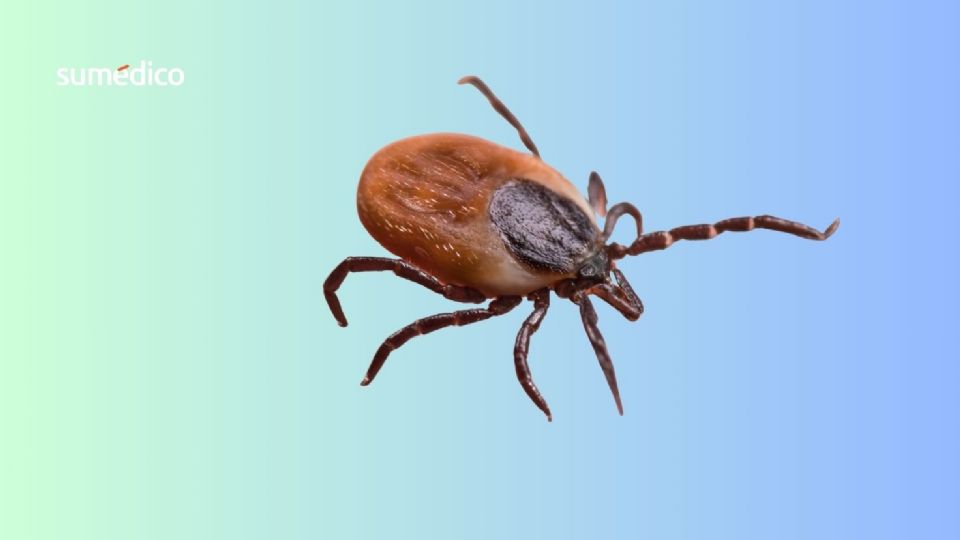 Las garrapatas son arácnidos