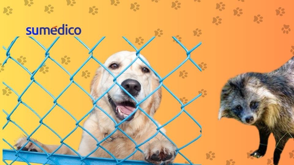 La rabia es contagiada por la saliva de los animales