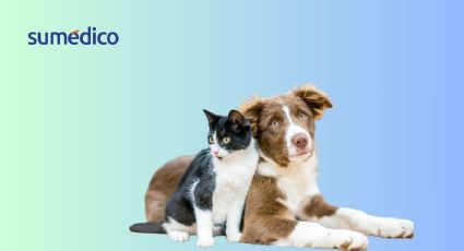 ¿Cómo vivir el duelo por la pérdida de tu mascota? Esto dice la psicología