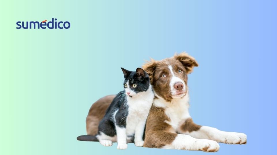 Las mascotas son un vínculo especial