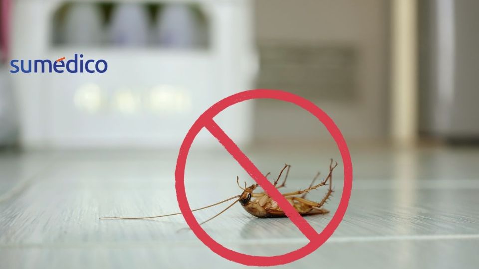 Conoce los trucos efectivos para que las cucarachas no se aparezcan por tu casa