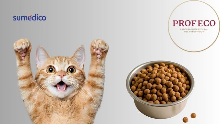 Las mejores croquetas para gato, según Profeco