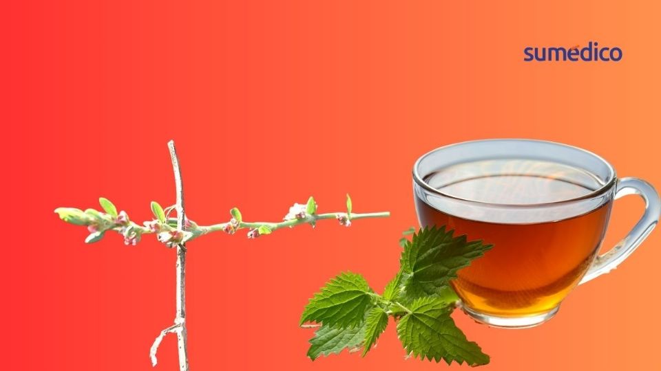 La centinodia es infusión perfecta