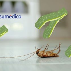 El truco con pepino para que las cucarachas NO se acerquen a tu hogar