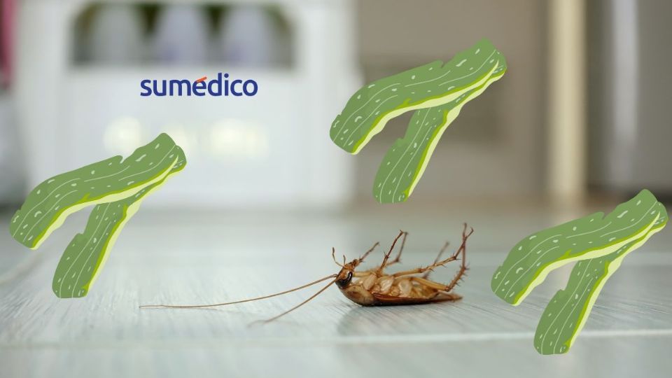 Aleja a las cucarachas de tu hogar con un sencillo truco
