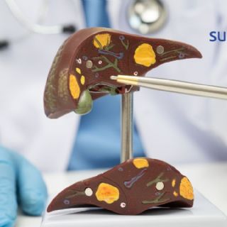 5 claves para mantener el hígado sano