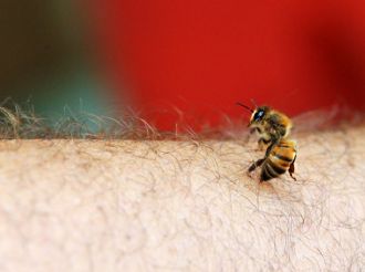 Ataque de abejas: el peligro de una picadura que puede volverse mortal