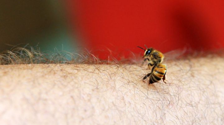 Ataque de abejas: el peligro de una picadura que puede volverse mortal en minutos