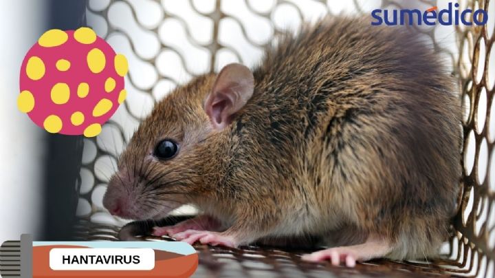 Hantavirus de los Andes: ¿Hay casos en México? Todo lo que debes saber