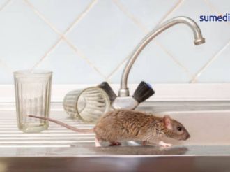 7 enfermedades que pueden transmitirte las ratas dentro de casa