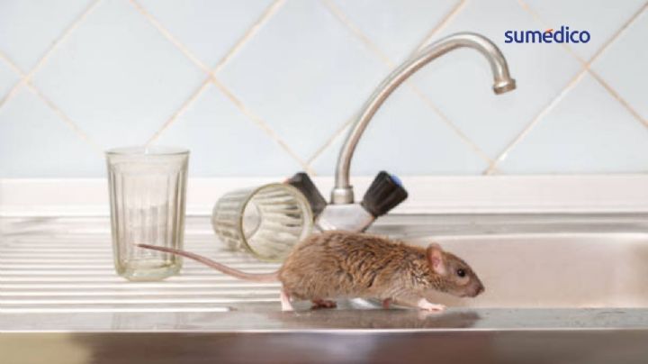 7 enfermedades que pueden transmitirte las ratas y ratones dentro de casa