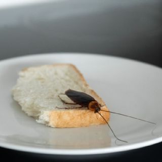 Lo que nunca debes hacer si encuentras una cucaracha en tu cocina