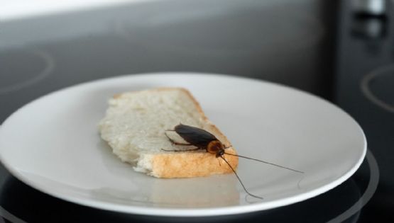 Qué no hacer si encuentras una cucaracha en tu cocina: errores que empeoran una infestación