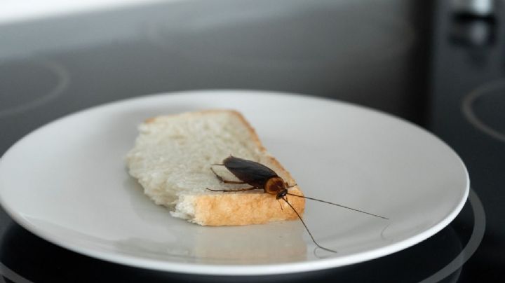 Qué no hacer si encuentras una cucaracha en tu cocina: errores que empeoran una infestación