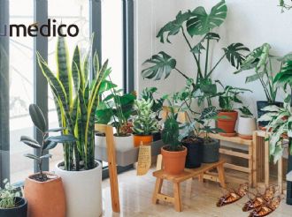 5 plantas que debes de tener en casa porque ahuyentan las cucarachas