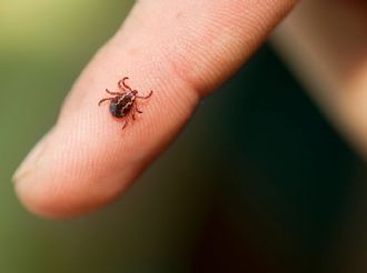 La peligrosa enfermedad que transmiten las garrapatas y afecta el corazón