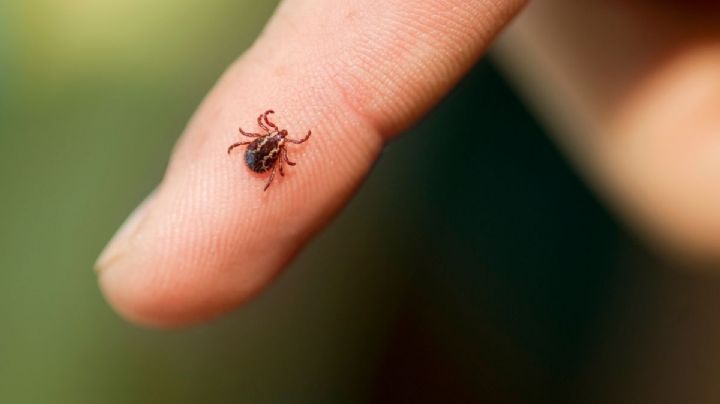 La peligrosa enfermedad que transmiten las garrapatas y que no debes ignorar