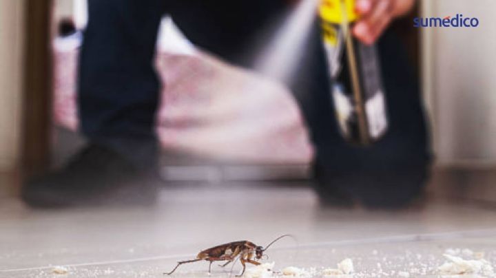 7 trucos para ahuyentar las cucarachas de tu casa