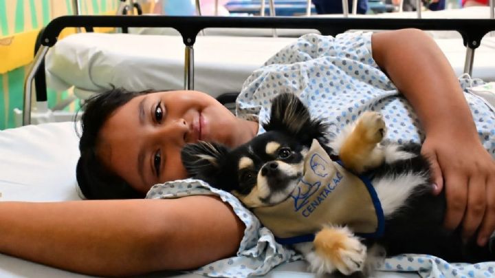 Huellitas que sanan: los beneficios de la terapia con perros en el Instituto Nacional de Pediatría