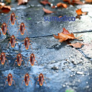 ¿Por qué en temporada de lluvias salen más cucarachas y cómo alejarlas de tu hogar?