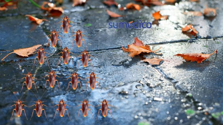 ¿Por qué en temporada de lluvias salen más cucarachas y cómo alejarlas de tu hogar?