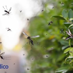 La curiosa estrategia con la que Google busca combatir dengue y sika
