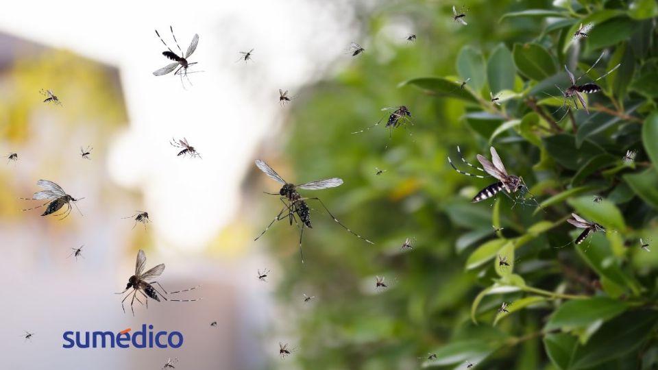 Google busca soltar 32 millones de mosquitos para combatir dengue y sika