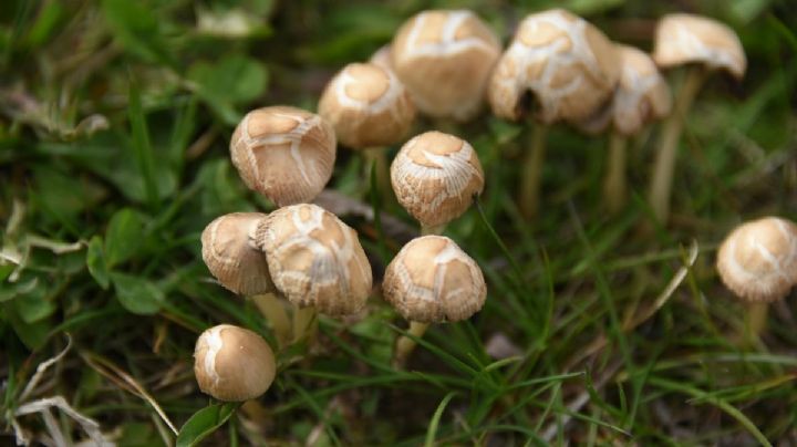 Hongos silvestres: El peligro mortal de una confusión en la cocina