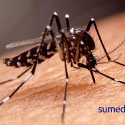 ¿Cómo prevenir el dengue en temporada de lluvias?