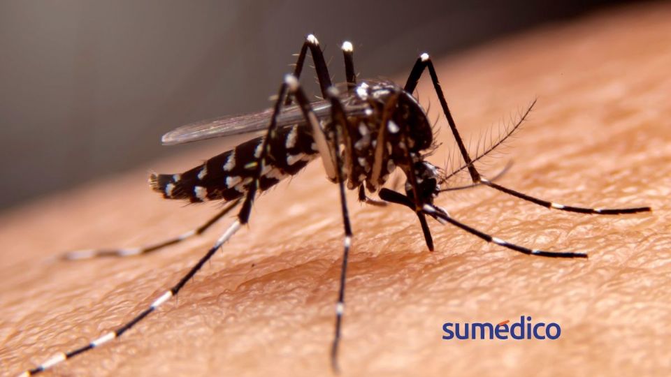 Es importante prevenir el dengue en temporada de lluvias