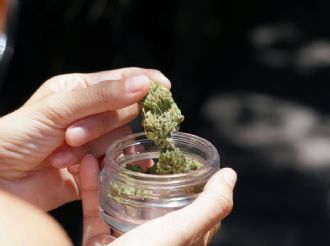 Cofepris: Fallo de SCJN no despenaliza la cannabis