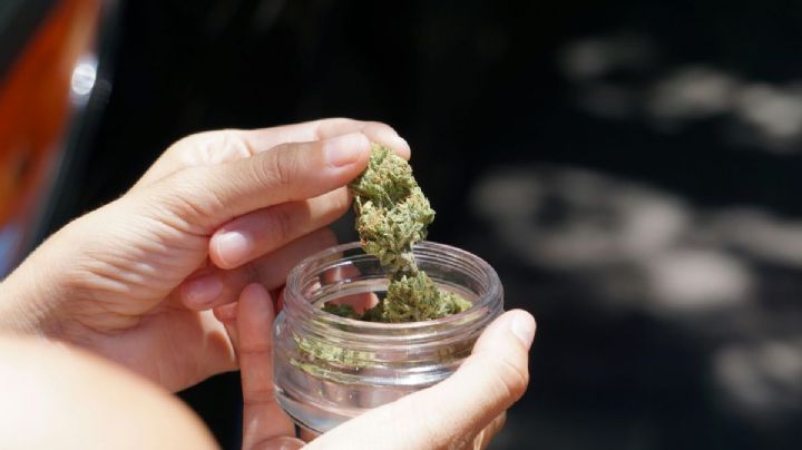 Cofepris: Fallo de SCJN no despenaliza la cannabis, es sólo para autoconsumo