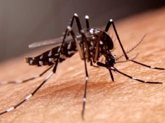 Leishmaniasis en México: Cómo se contagia y cuáles son sus síntomas