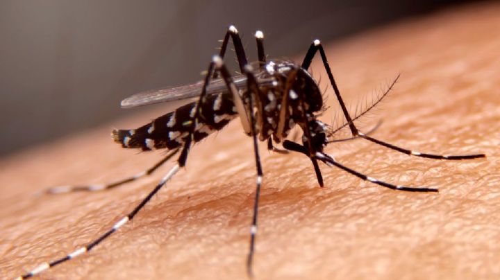Leishmaniasis en México: Qué es, cómo se contagia y cuáles son sus síntomas